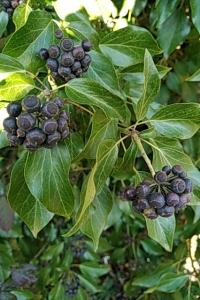 <i>Hedera helix</i>