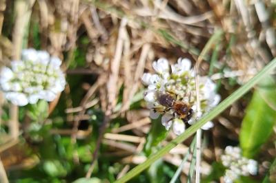 <i>Noccaea caerulescens</i>