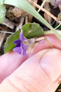 <i>Viola odorata</i>