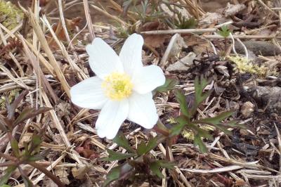 <i>Anemone nemorosa</i>