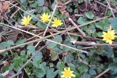 <i>Ficaria verna</i>