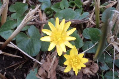 <i>Ficaria verna</i>