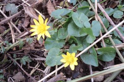 <i>Ficaria verna</i>