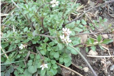 <i>Cardamine hirsuta</i>
