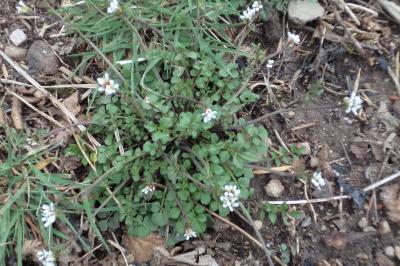 <i>Cardamine hirsuta</i>