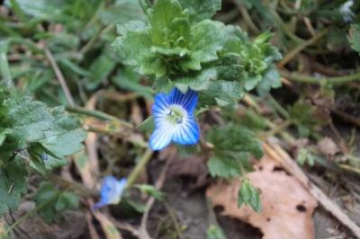 <i>Veronica persica</i>