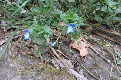 <i>Veronica persica</i>