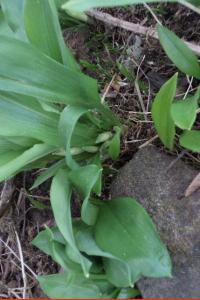 <i>Allium ursinum</i>