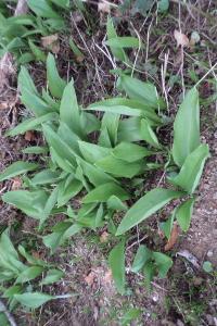 <i>Allium ursinum</i>