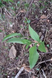 <i>Allium ursinum</i>