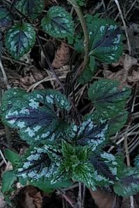 <i>Lamium galeobdolon subsp. argentatum</i>