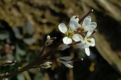 <i>Cardamine hirsuta</i>