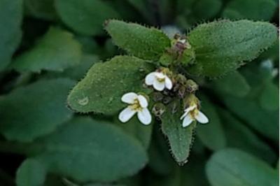 <i>Arabidopsis thaliana</i>