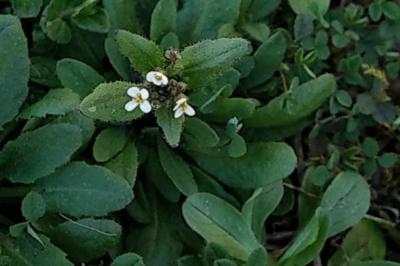 <i>Arabidopsis thaliana</i>