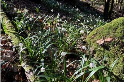 <i>Leucojum vernum</i>