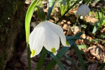 <i>Leucojum vernum</i>