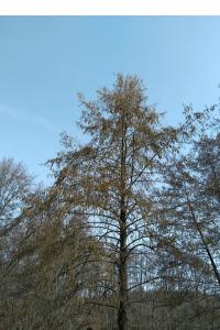 <i>Alnus glutinosa</i>