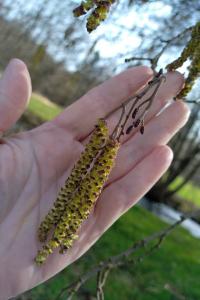 <i>Alnus glutinosa</i>