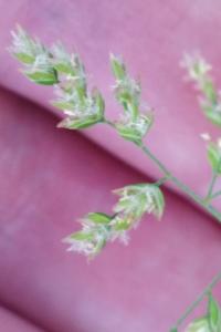 <i>Poa annua</i>