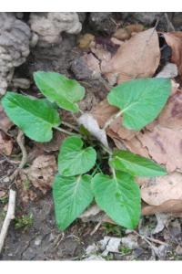 <i>Phyteuma nigrum</i>