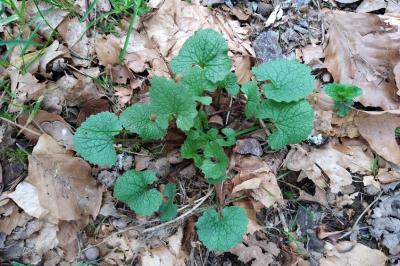 <i>Alliaria petiolata</i>