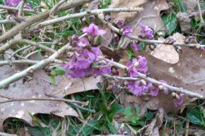 <i>Daphne mezereum</i>