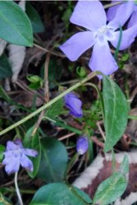 <i>Vinca minor</i>