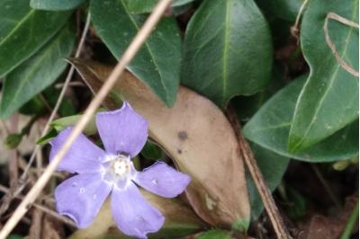 <i>Vinca minor</i>