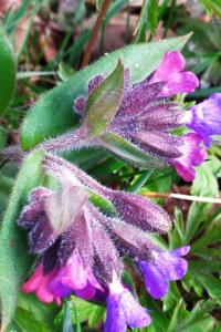 <i>Pulmonaria</i>