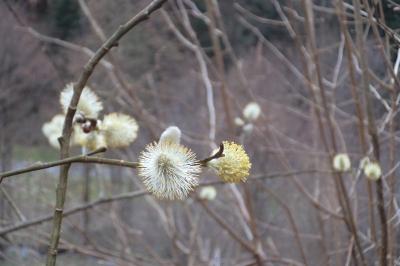 <i>Salix caprea</i>