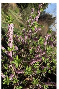 <i>Daphne mezereum</i>