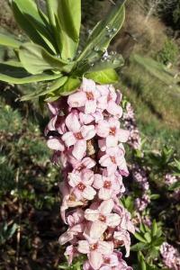 <i>Daphne mezereum</i>