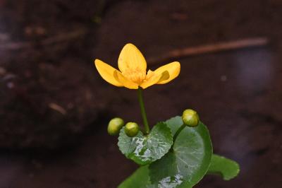<i>Caltha palustris</i>