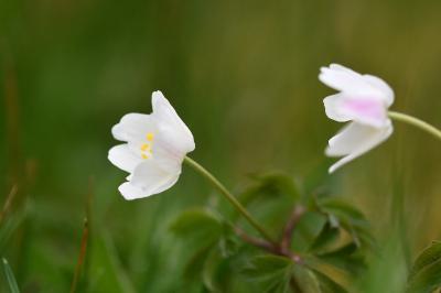 <i>Anemone nemorosa</i>