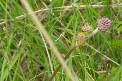 <i>Succisa pratensis</i>