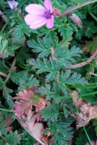 <i>Erodium cicutarium</i>
