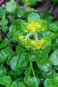 <i>Chrysosplenium oppositifolium</i>