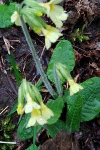 <i>Primula elatior</i>