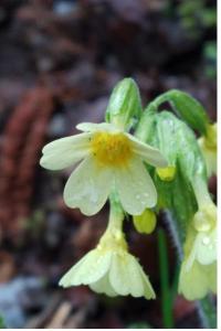 <i>Primula elatior</i>