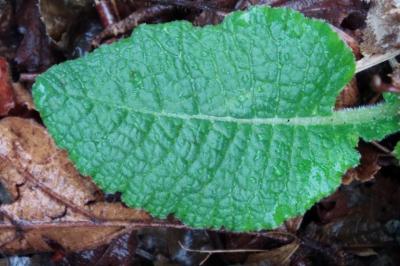 <i>Primula elatior</i>