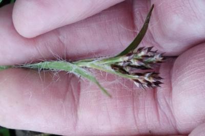 <i>Luzula campestris</i>