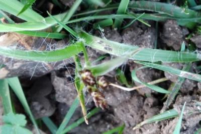 <i>Luzula campestris</i>