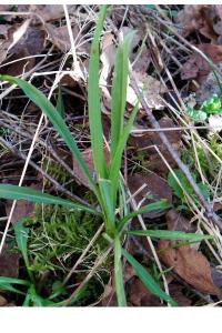 <i>Tragopogon pratensis</i>