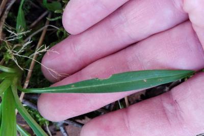 <i>Tragopogon pratensis</i>