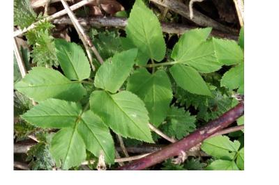 <i>Aegopodium podagraria</i>