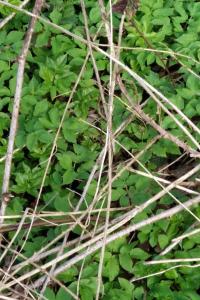 <i>Aegopodium podagraria</i>