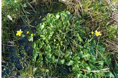 <i>Caltha palustris</i>