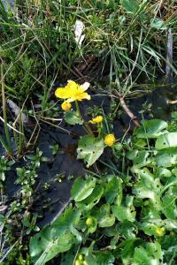 <i>Caltha palustris</i>