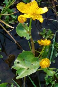 <i>Caltha palustris</i>