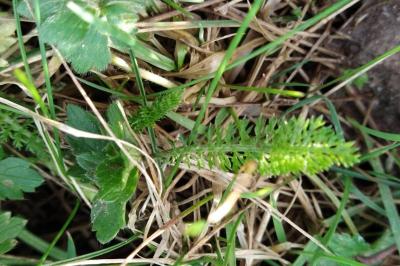 <i>Achillea millefolium</i>